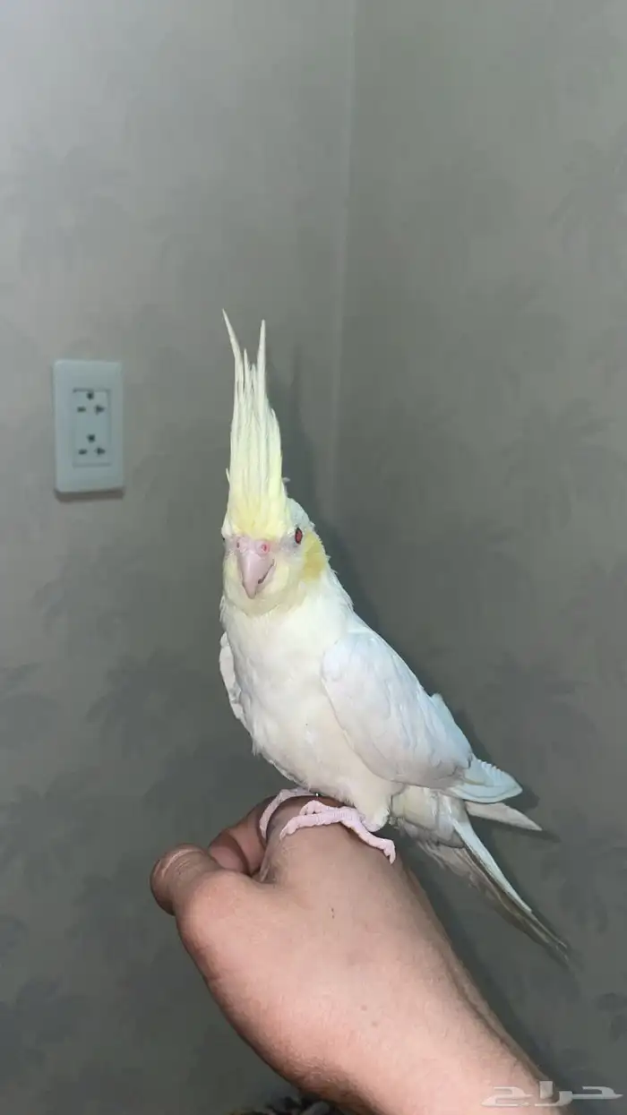 كروان لا تينو اعيون حمره توه مفطوم تربيه هدد داخلي انسام350 0