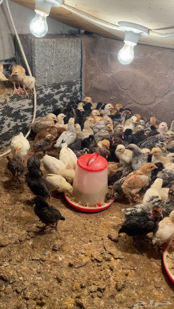 صيصان دجاج 1