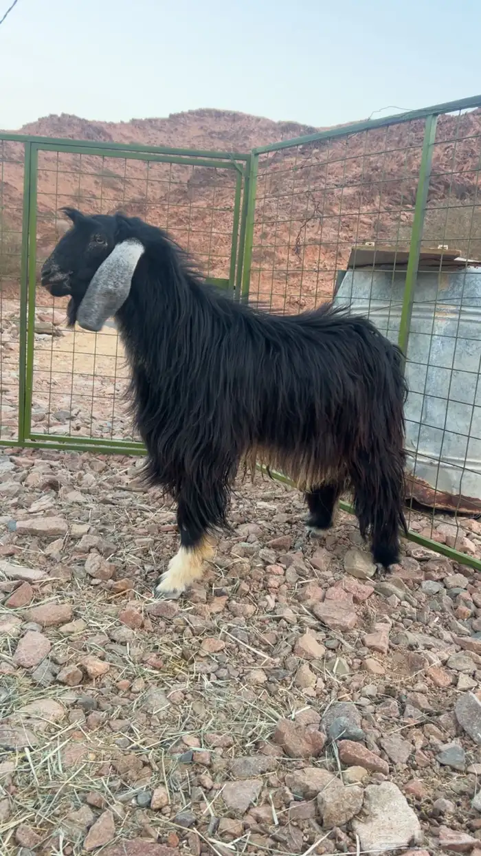 للبيع تيس فحل طيب 4