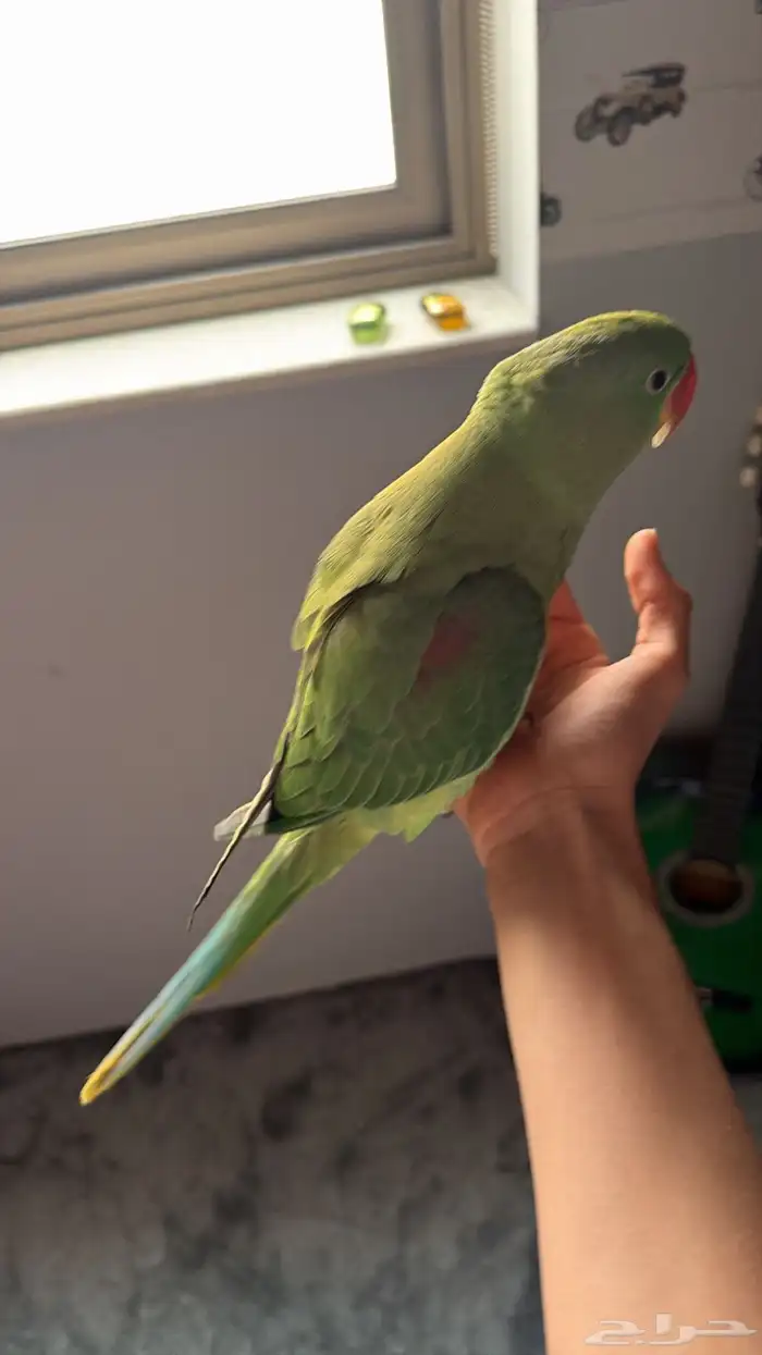 للبيع درة نيبالي أليف بدون عض 0