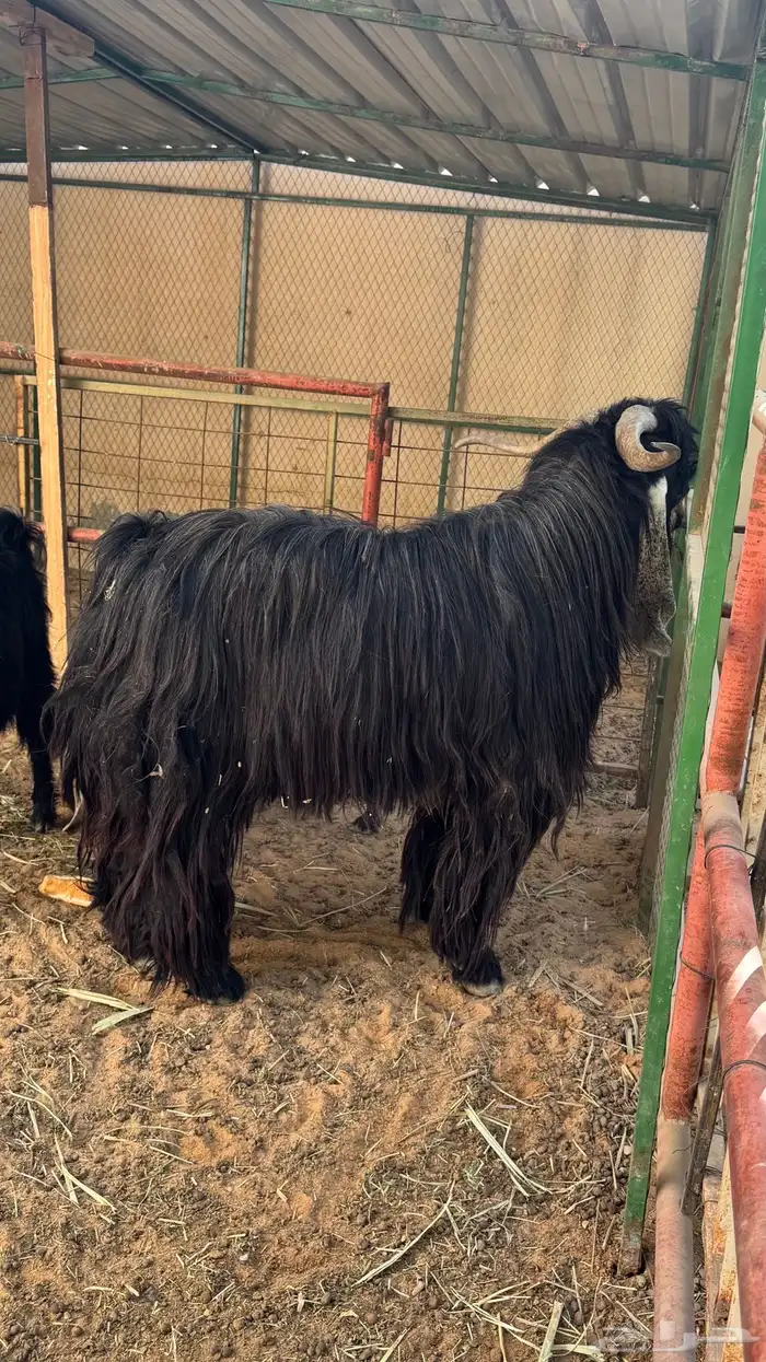 تيس عارضي كفو 2