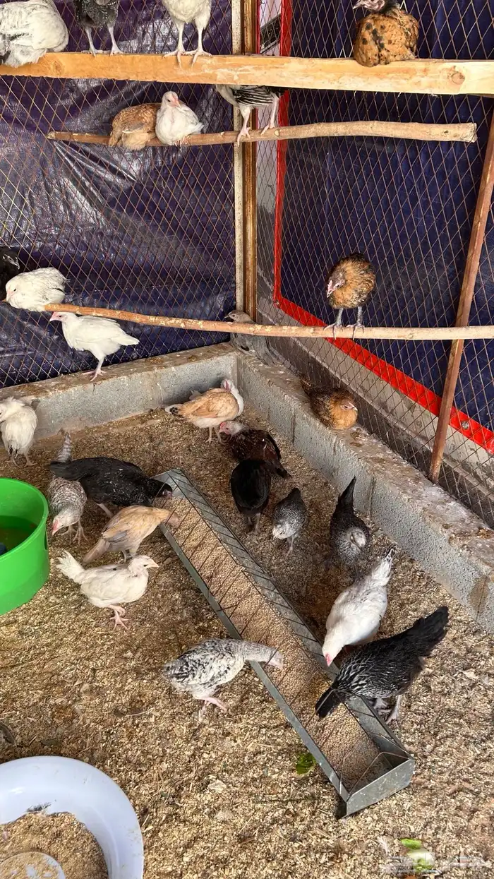 دجاج للبيع 0