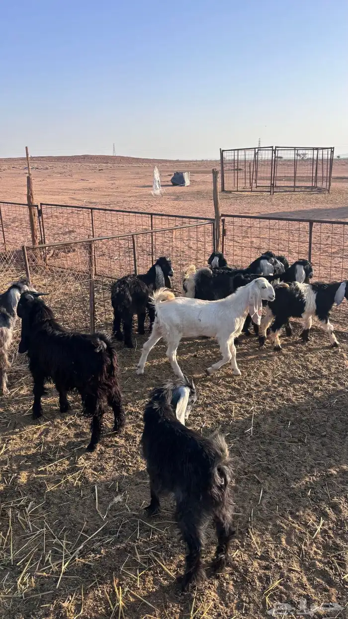 للبيع 12 جفار وتيوس عمر ثلاث اشهر 3