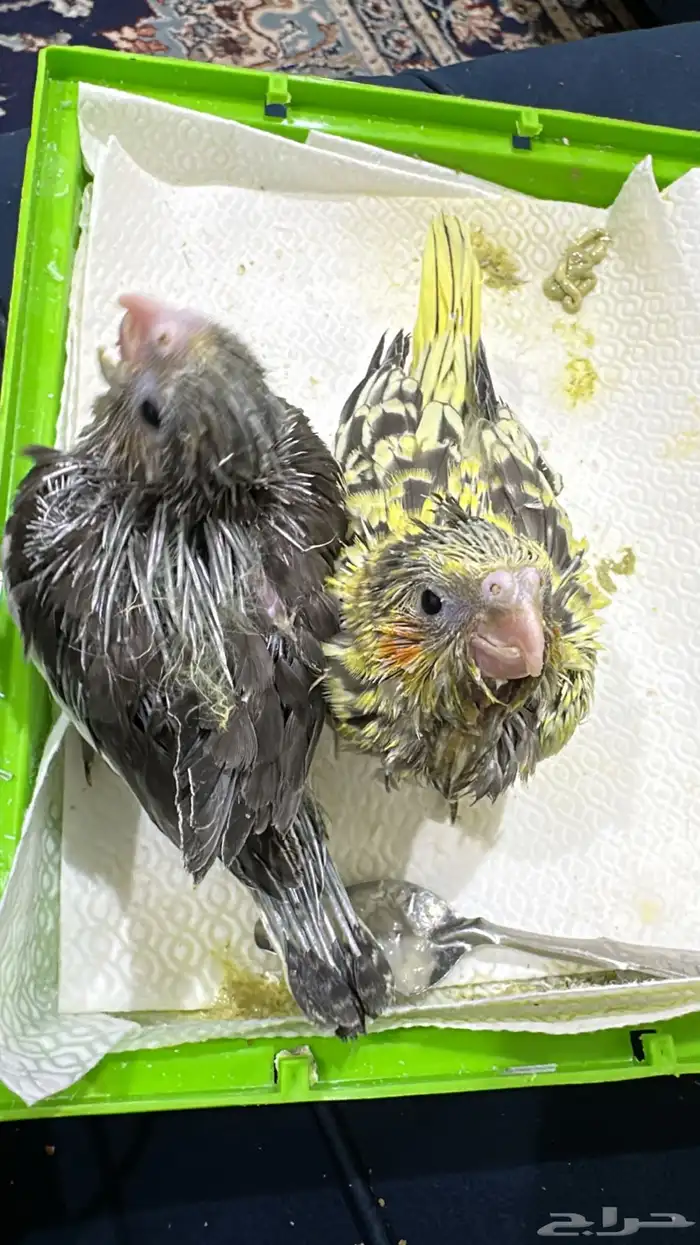 فروخ كروان 4