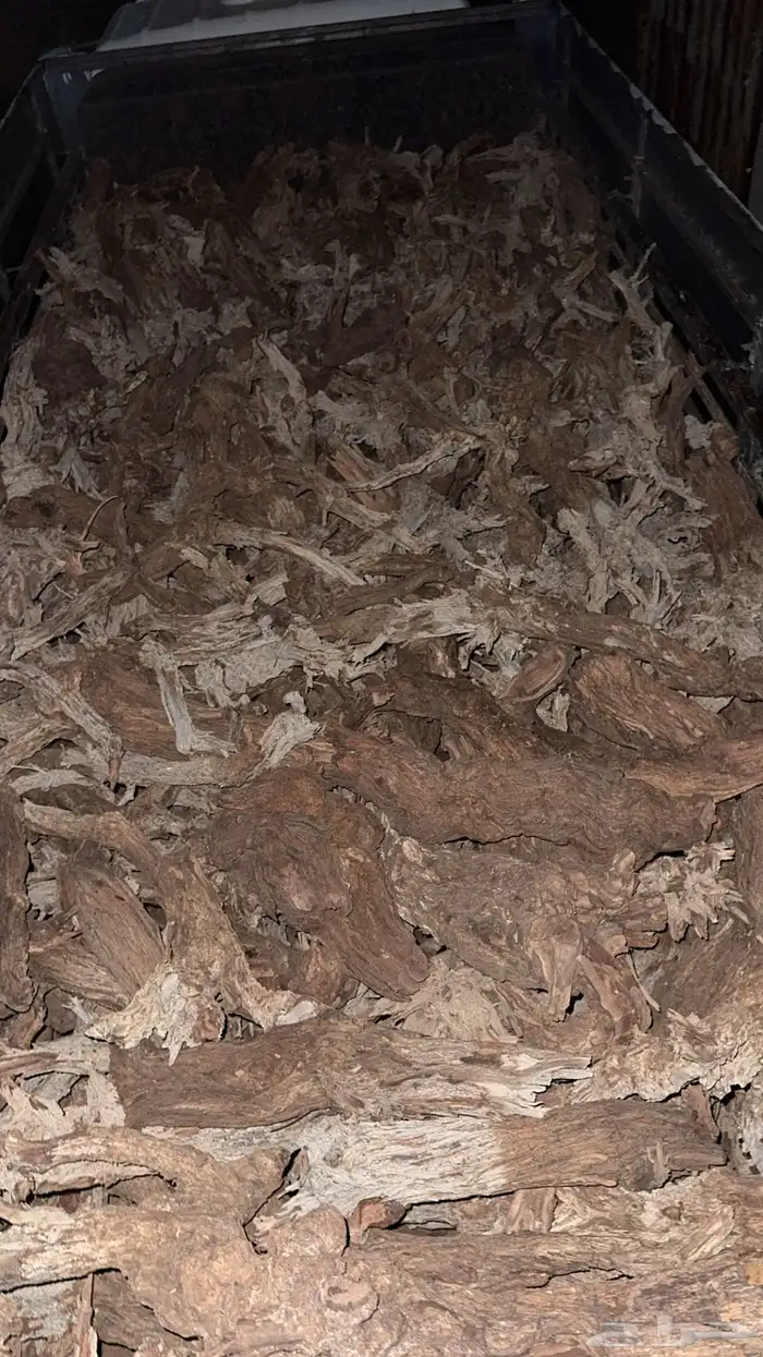 رياض الخبراء 5