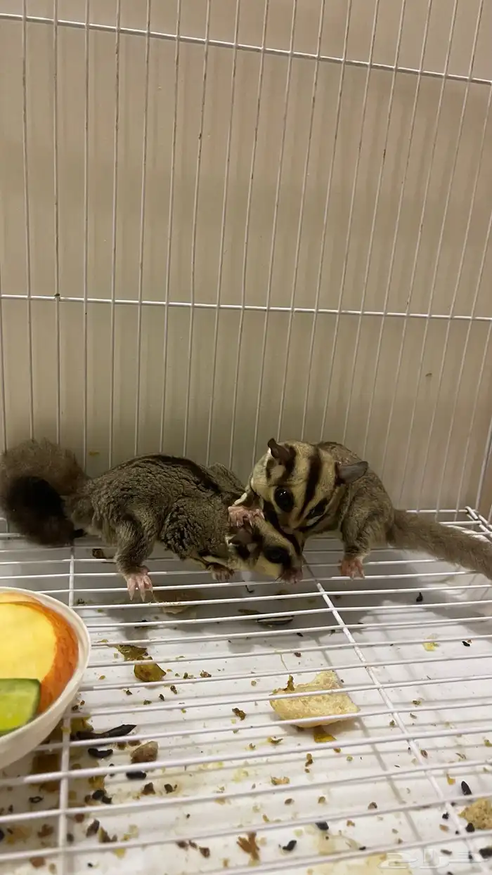 سنجاب طائر شوقر قلايدر 2