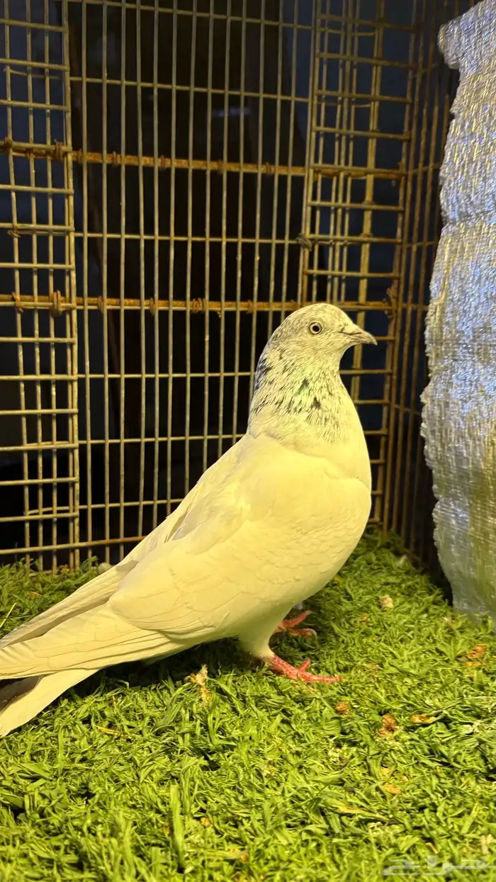 حمام سلكوتي 1