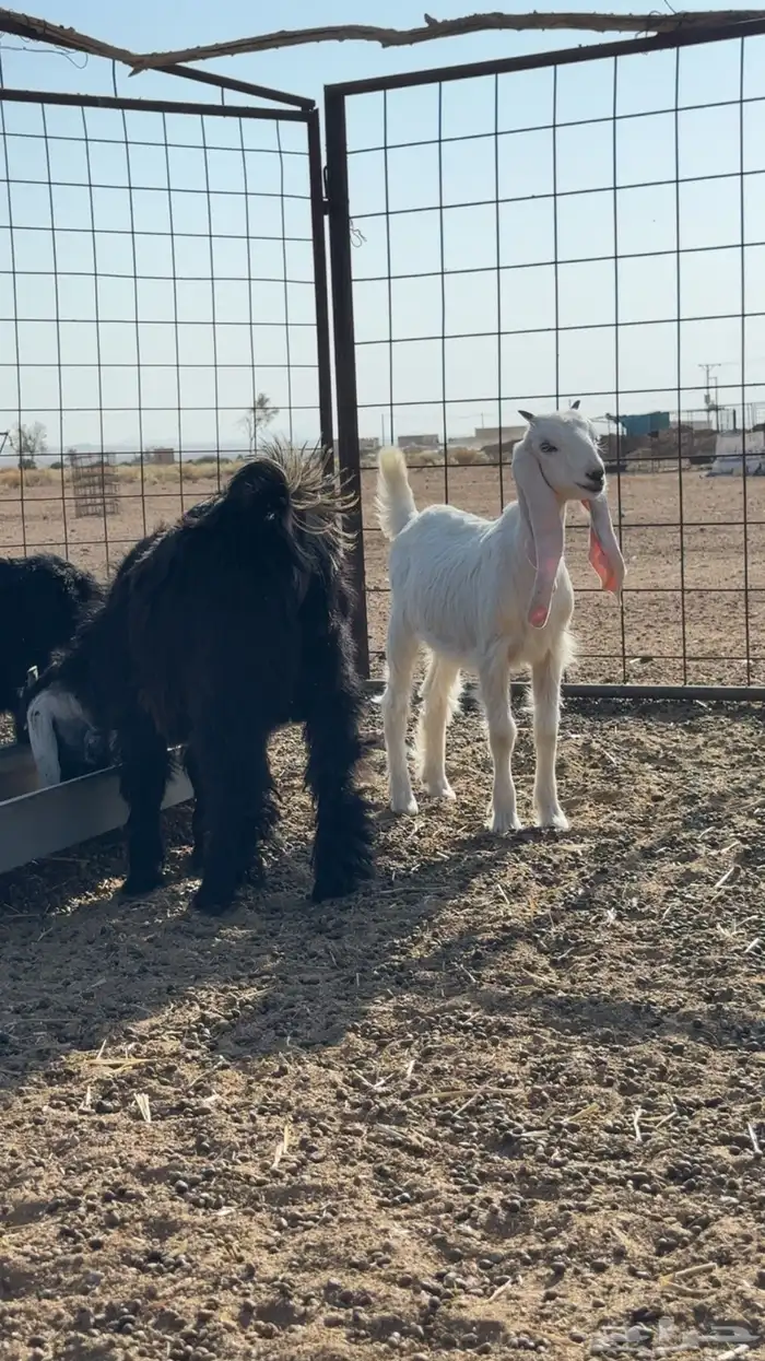 للبيع تيس وا ثلاث جفرات 0