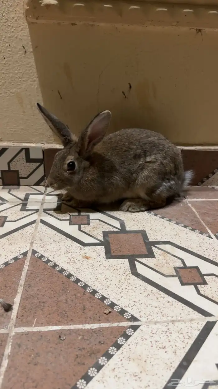 أرانب بلدي 0