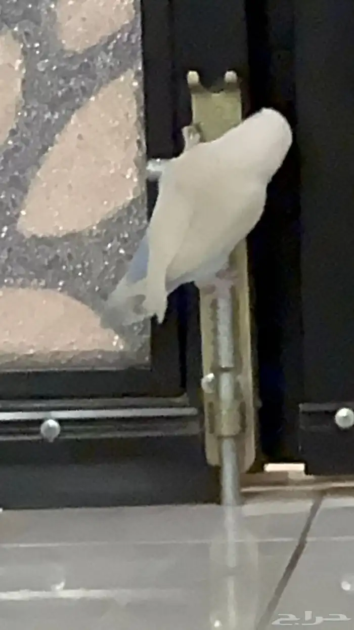 عصفورتي ضايعه 0