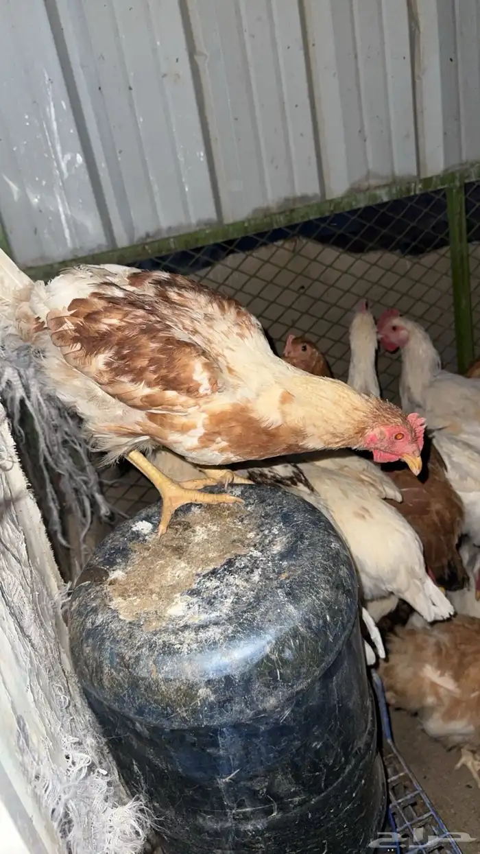 ديوك هجين تركي ولوهمان 0