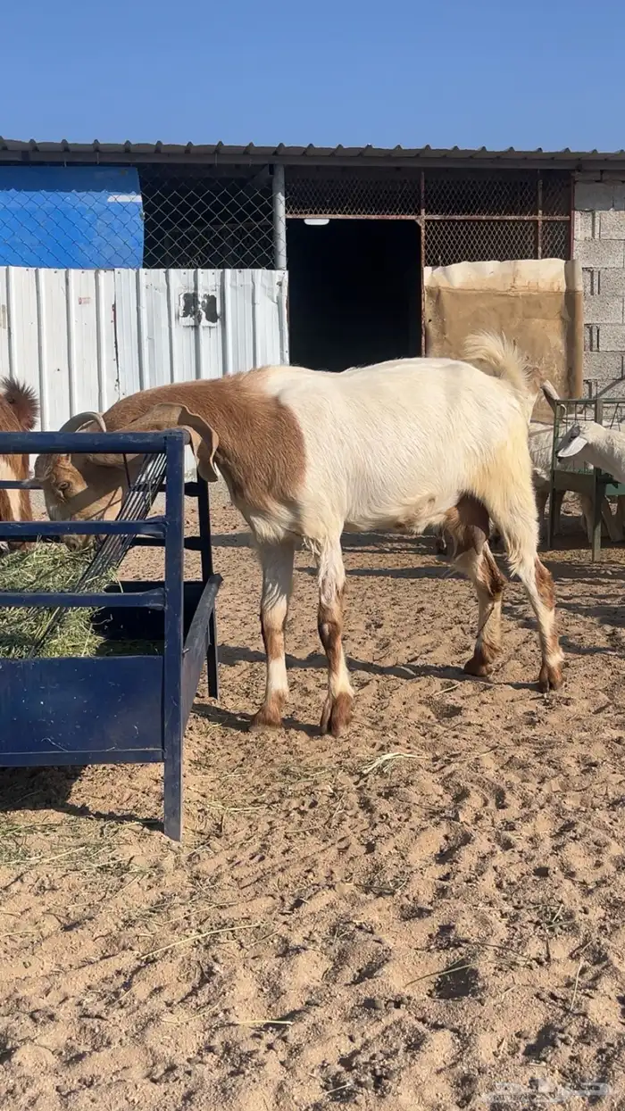 معزا العدد ثنين 2