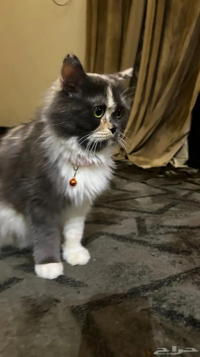 قطه واولادها لتبني 2