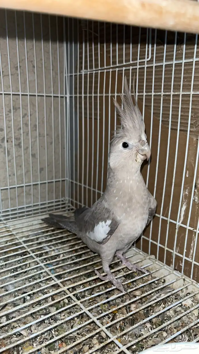 انثى كروان هولندي 1