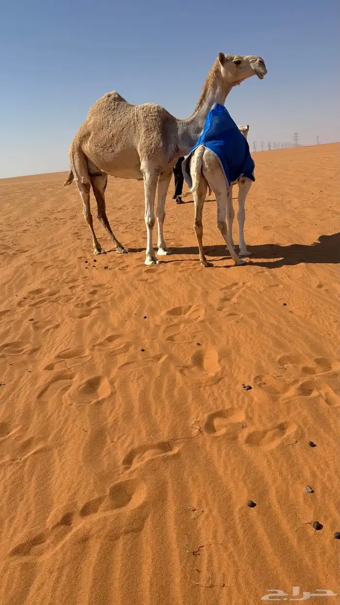 ضروبه عشرا سليمه العذاريب ناقه بدوي للبيع بدون بنتها 0