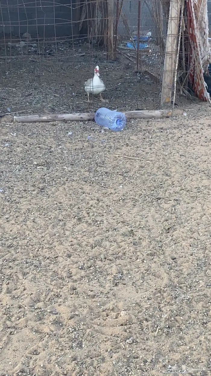 للبيع دجاج بياض وبط 6