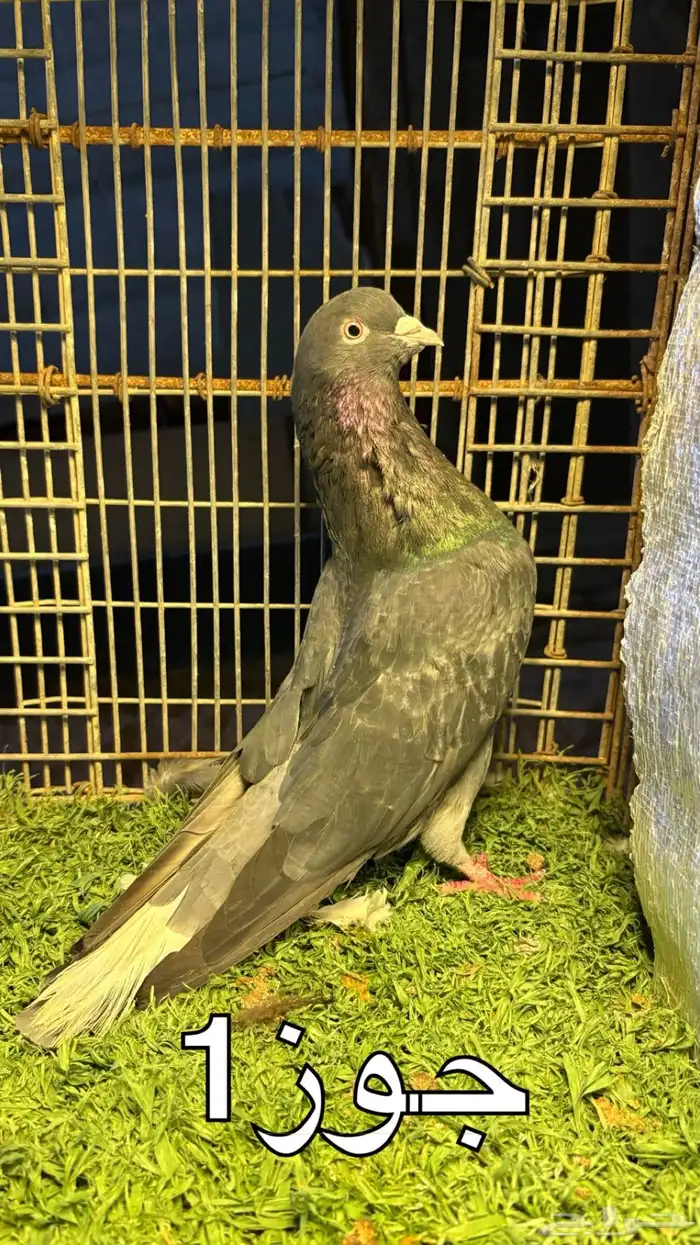 حمام قطايف 0