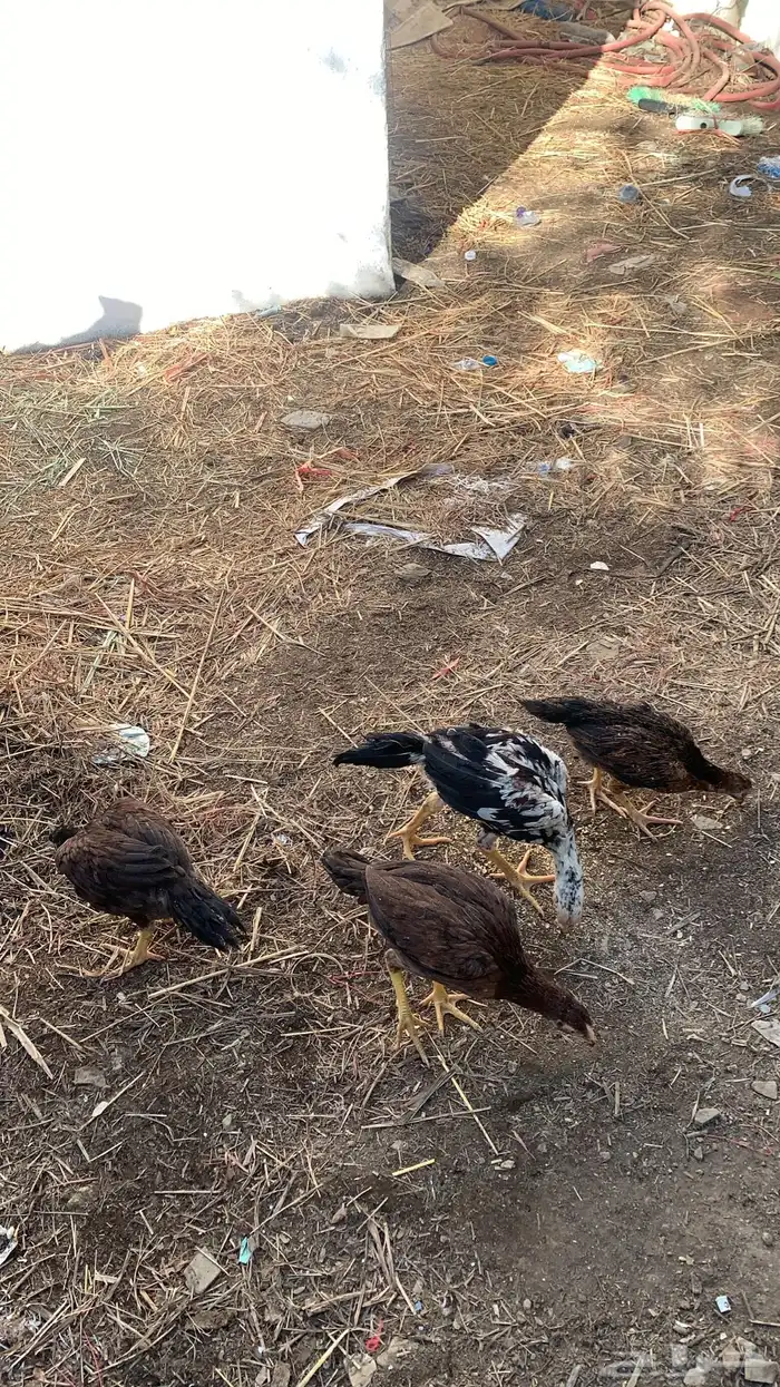 دجاج سندي بيور 3