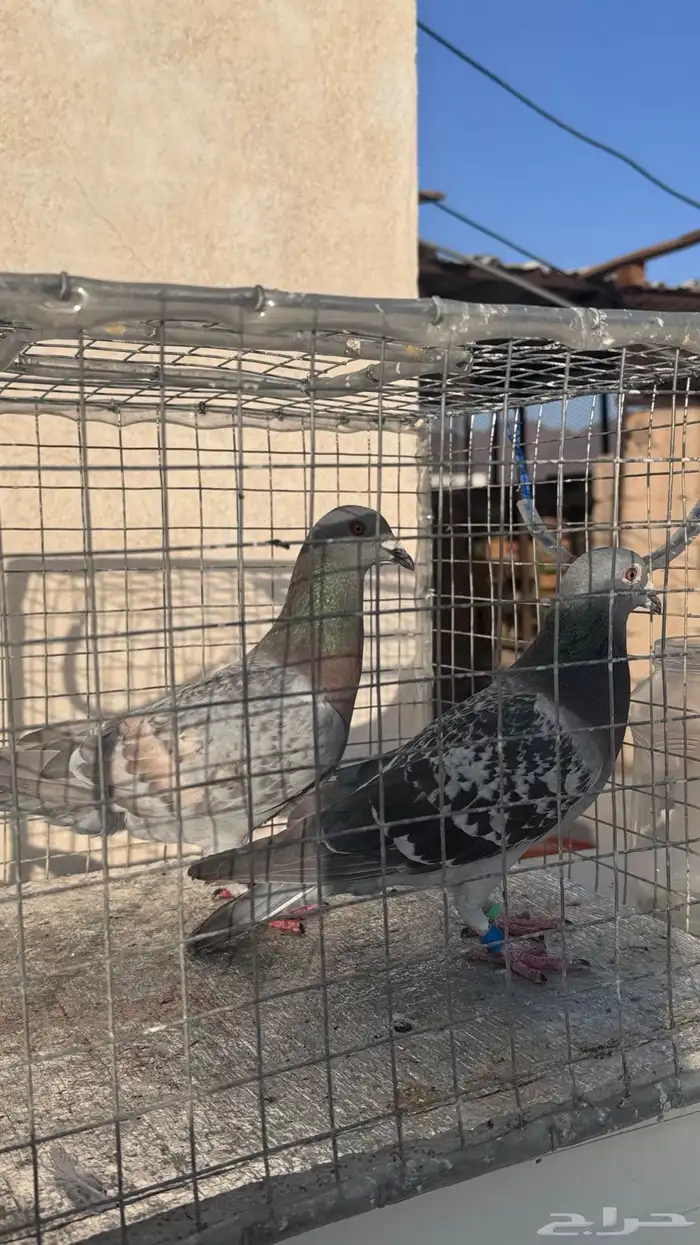 زوج حمام زاجل شرط. 1