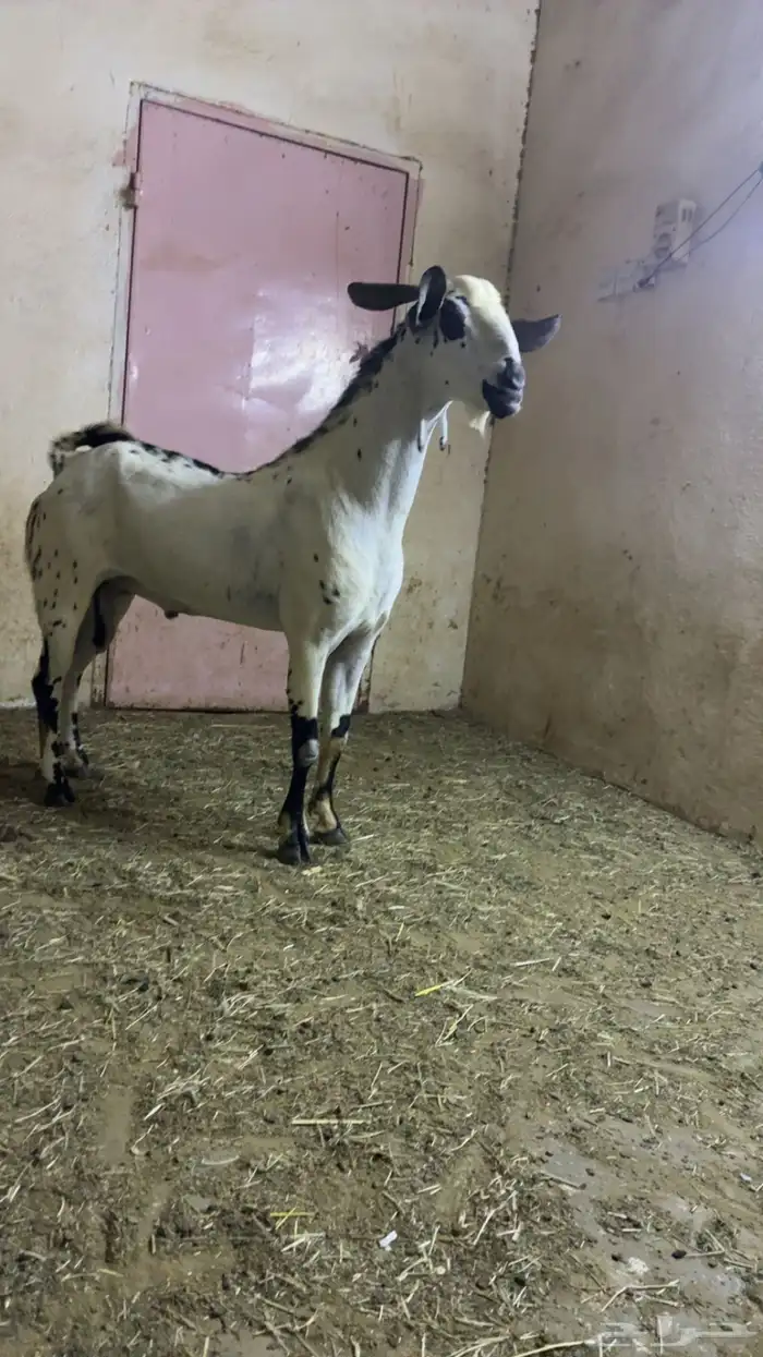 تيس بيشي صنف 2