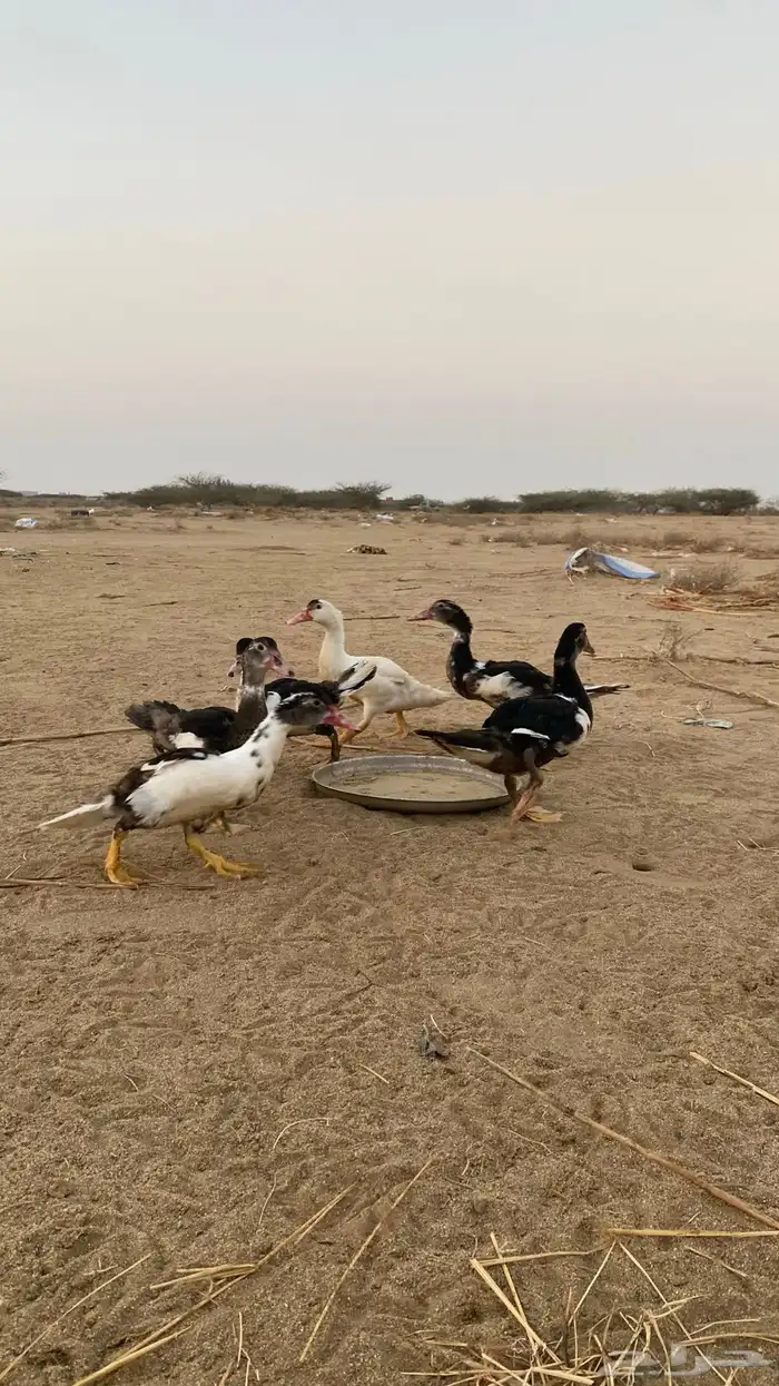 فروخ بط للبيع القنفذه 0