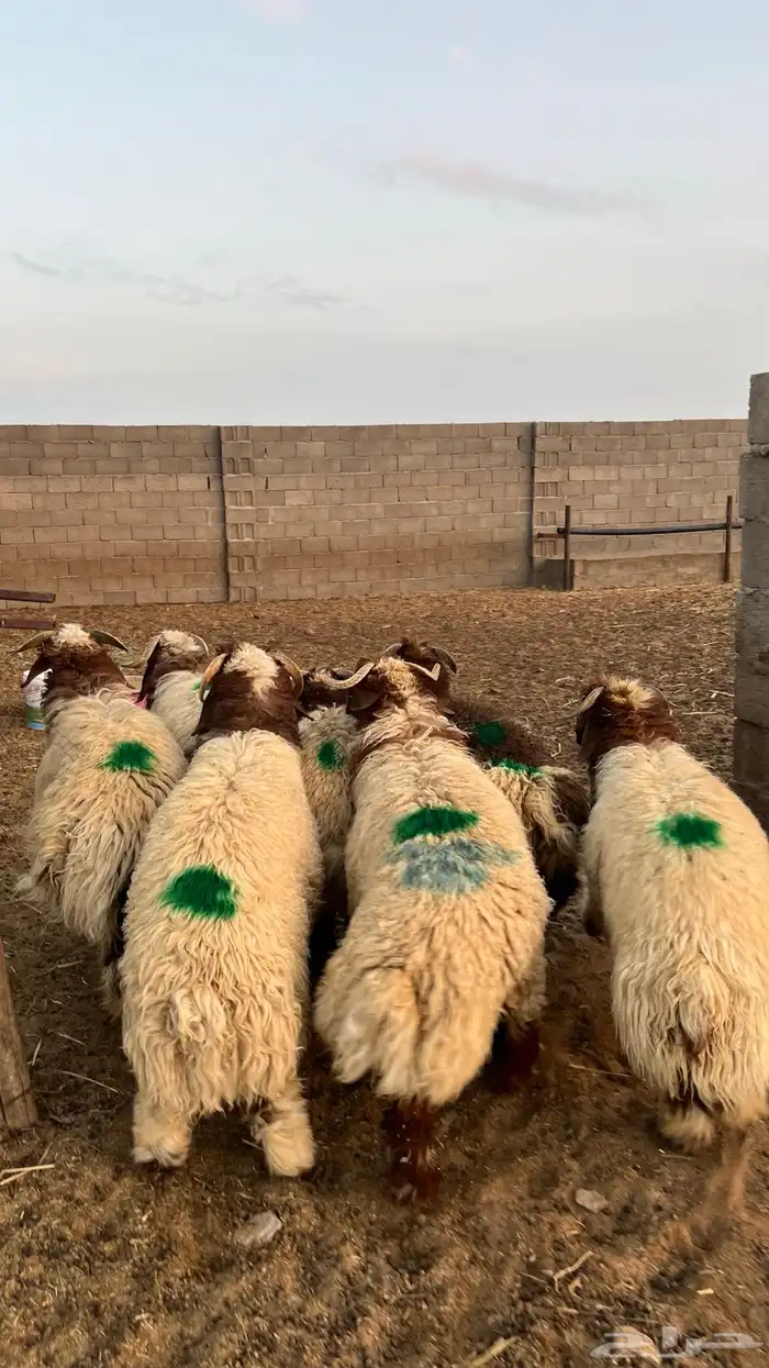 طليان نعيمي 2