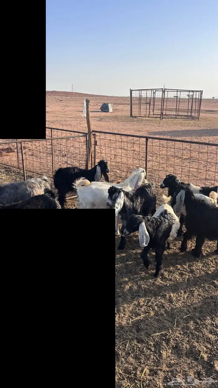 للبيع 12 جفار وتيوس عمر ثلاث اشهر 1