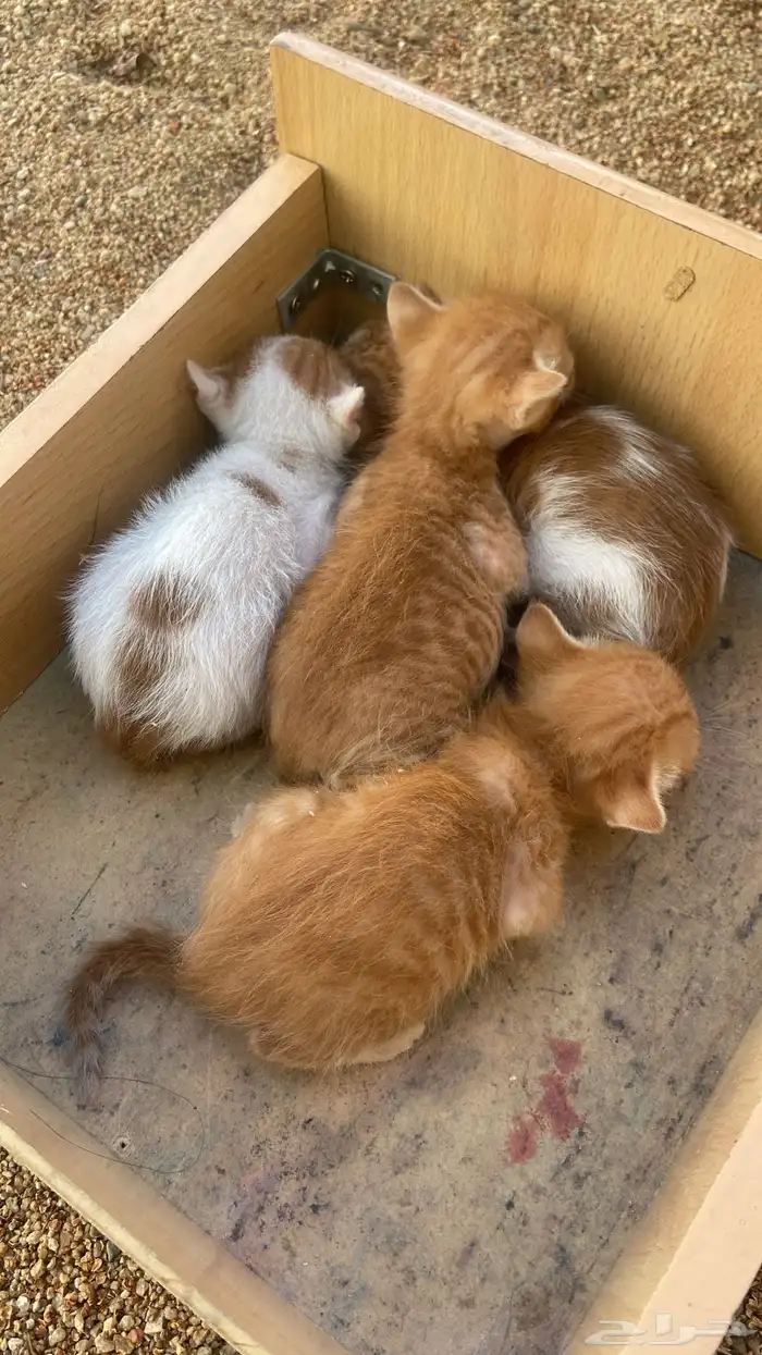 قطط تبني بلدي. أعمارهم ثلاث ايام 2