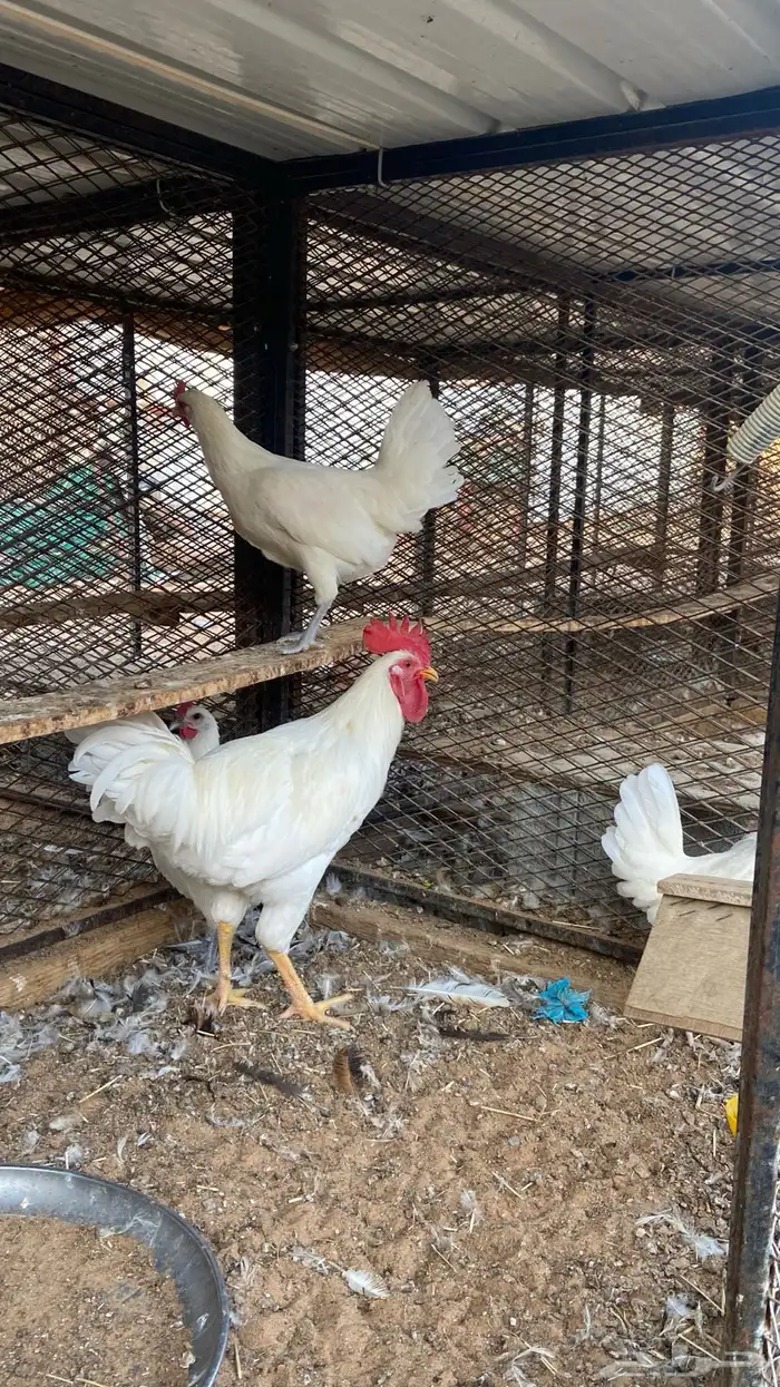 طقمين دجاج لون مميز 0