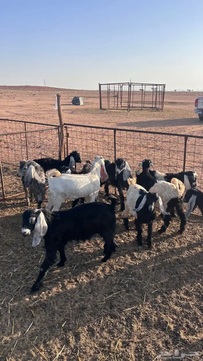 للبيع 12 جفار وتيوس عمر ثلاث اشهر 2