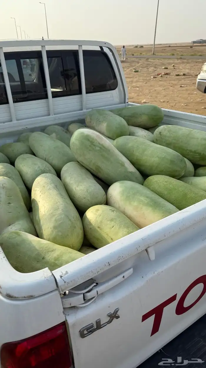 حبحب جمله الحبه من 8 1