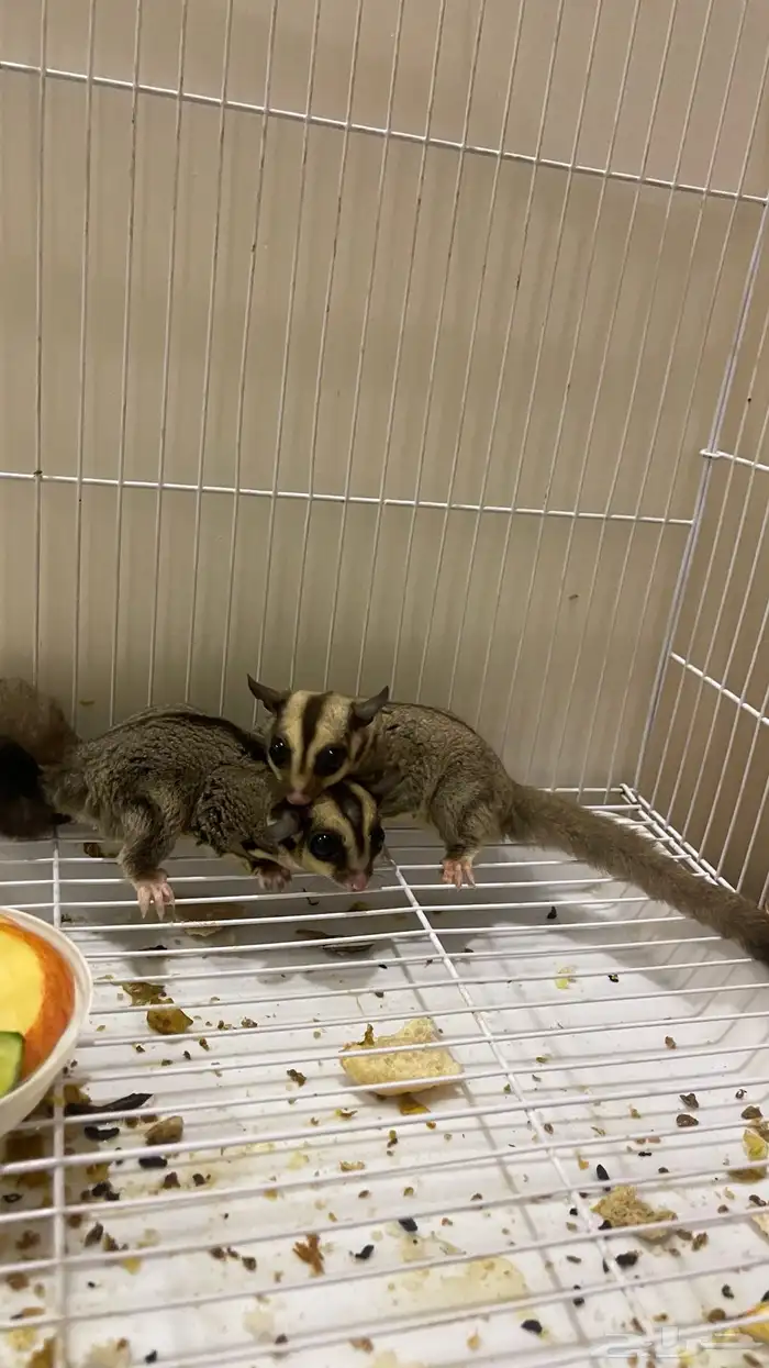 سنجاب طائر شوقر قلايدر 1