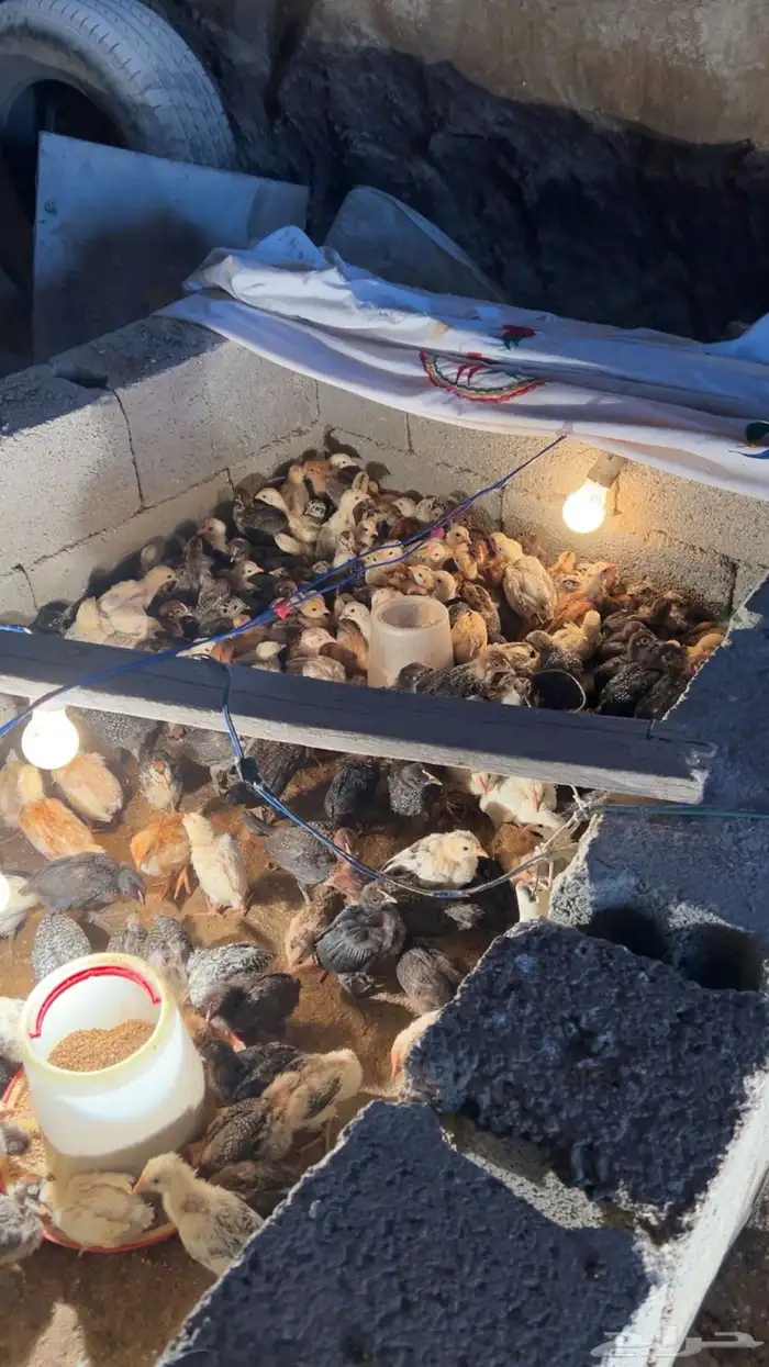 فروخ دجاج بلدي للبيع 3