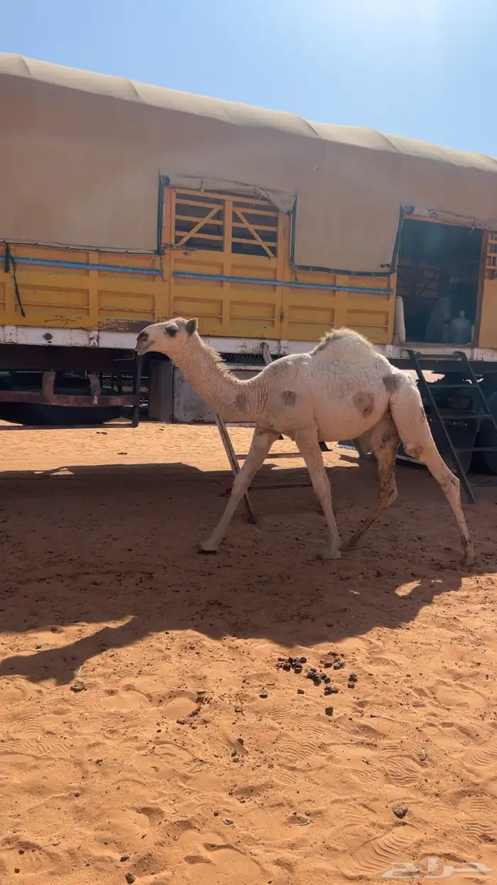 للبيع بكره باتليه كفوو وعلى جميع الشروط 3