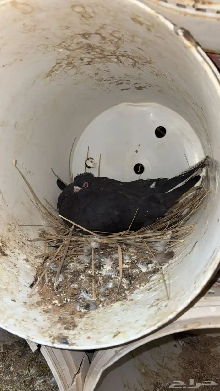 حمام قطايف 9