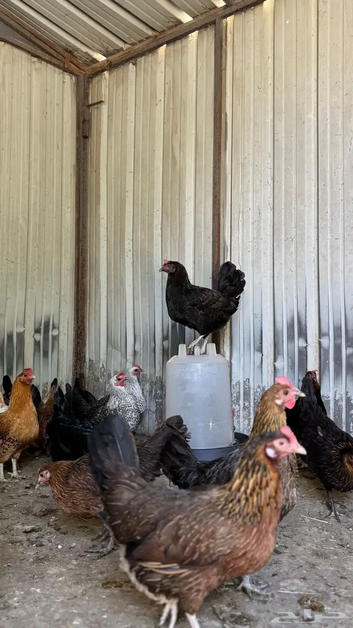 دجاج عربي وفيومي 10