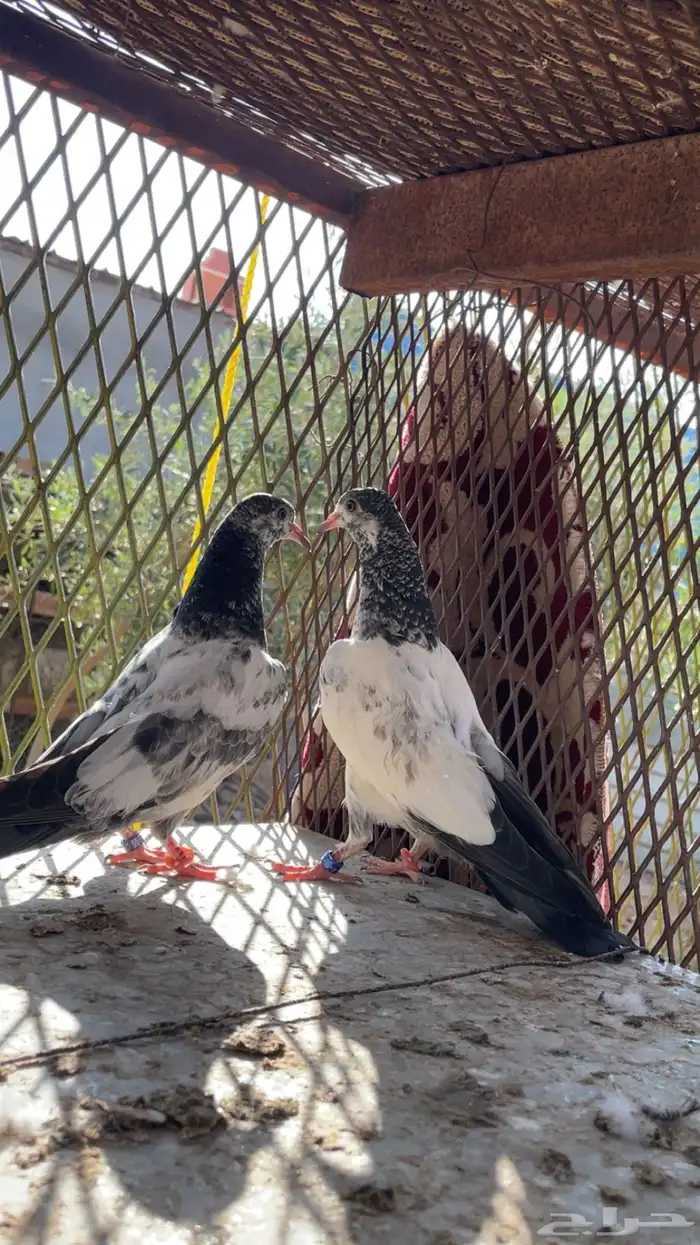 جوز تيدي. وطبات. 1