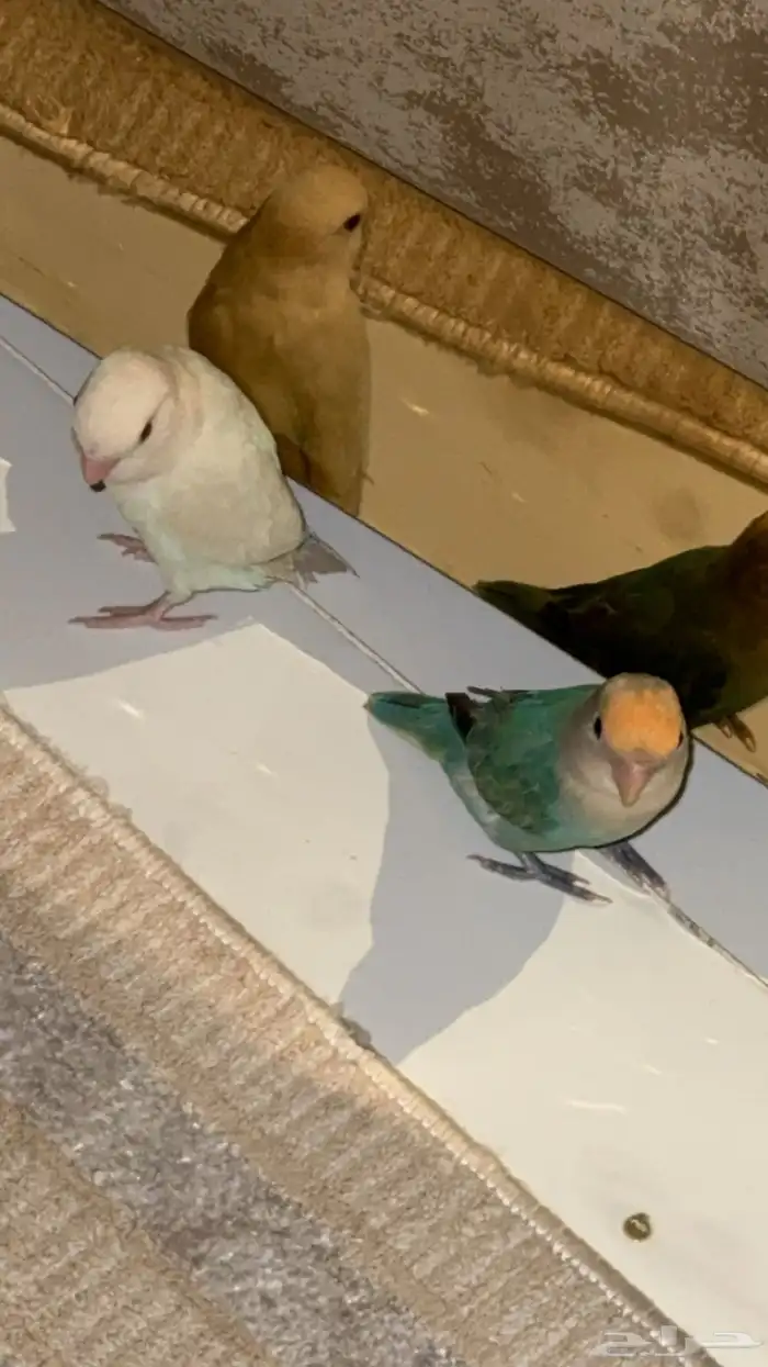 عصفورتي ضايعه 4