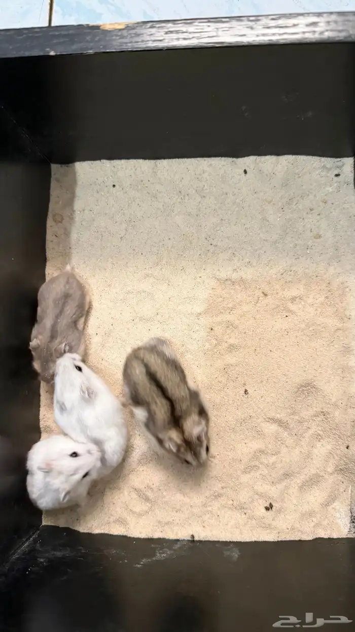 هامستر ونتر وايت (الدبدوب) للبيع 0