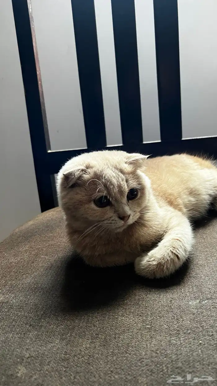 قط ذكر سكوش فول 2