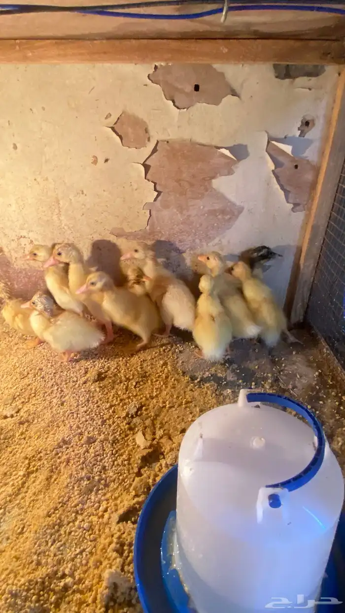 للبيع صيصان بط بكيني 0