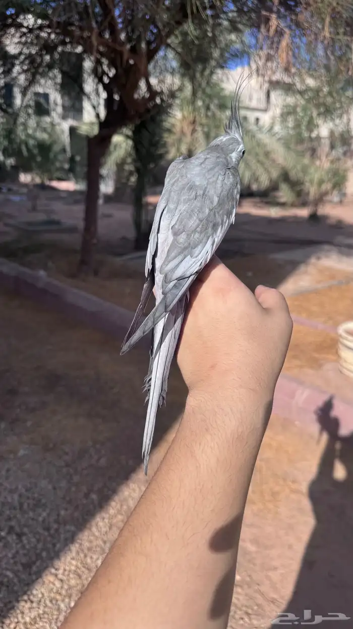 كروان ذكر متلكم و منتج 2