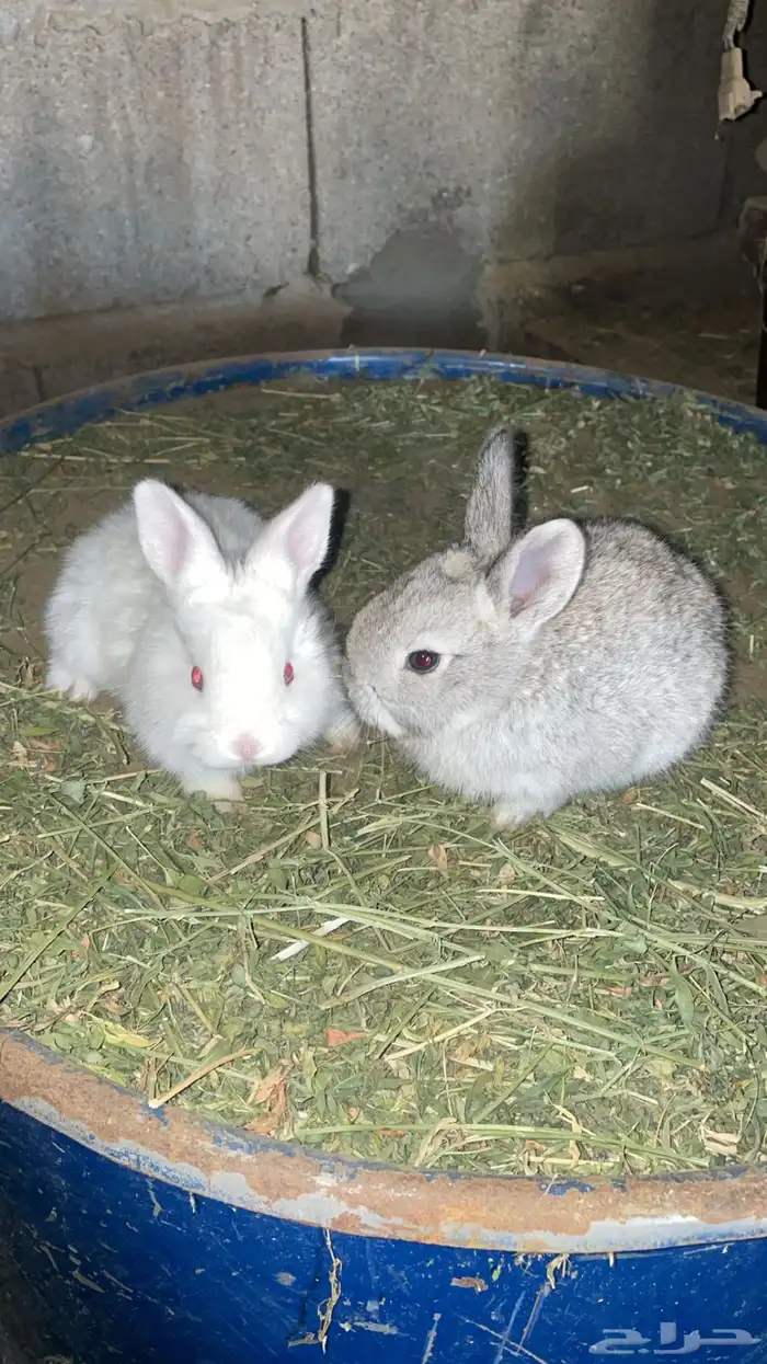 ارانب صغيرة 0