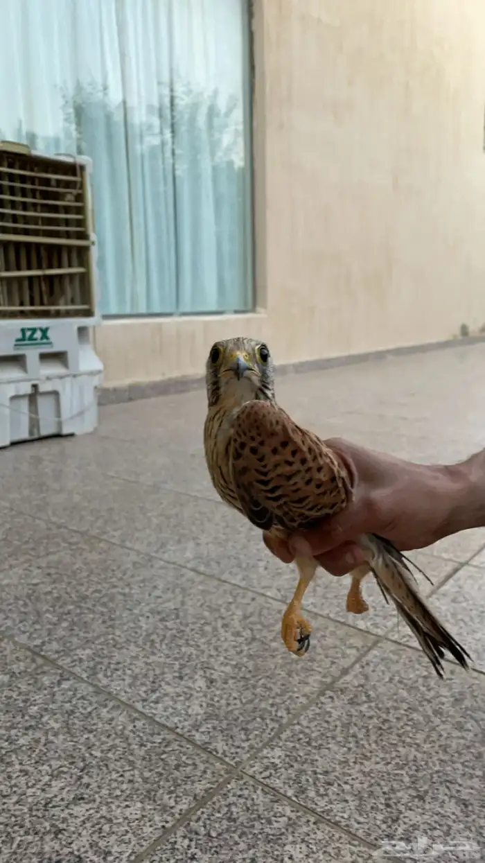 شبوط وحش الموقع السليل 0