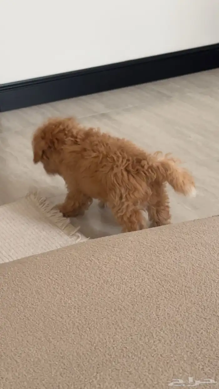 عندي هالكلب ذكر للبيع 1