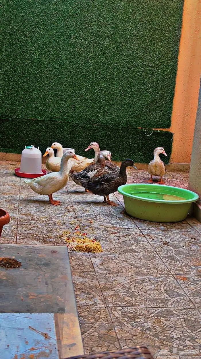 بط للبيع عددها 7 2