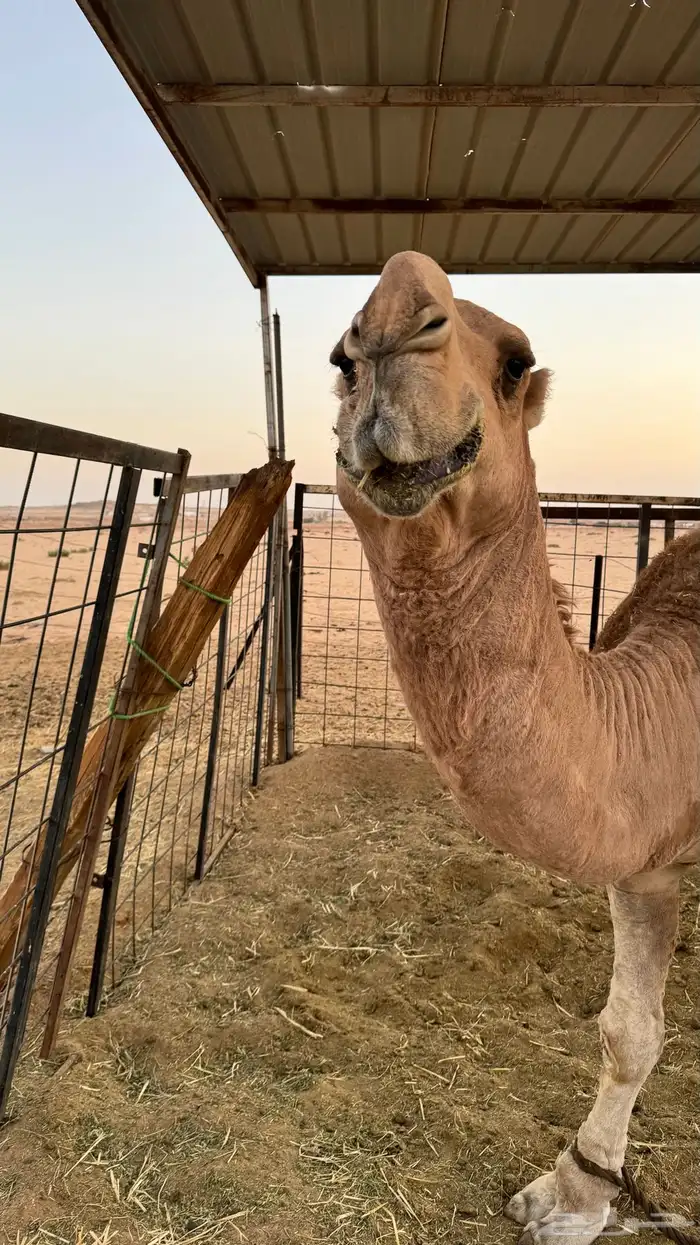 قعدان و بعارين للبيع 6