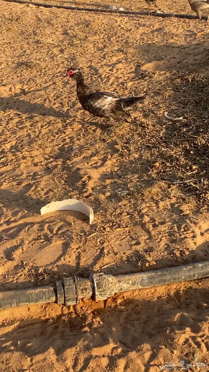 للبيع دجاج بياض وبط 8