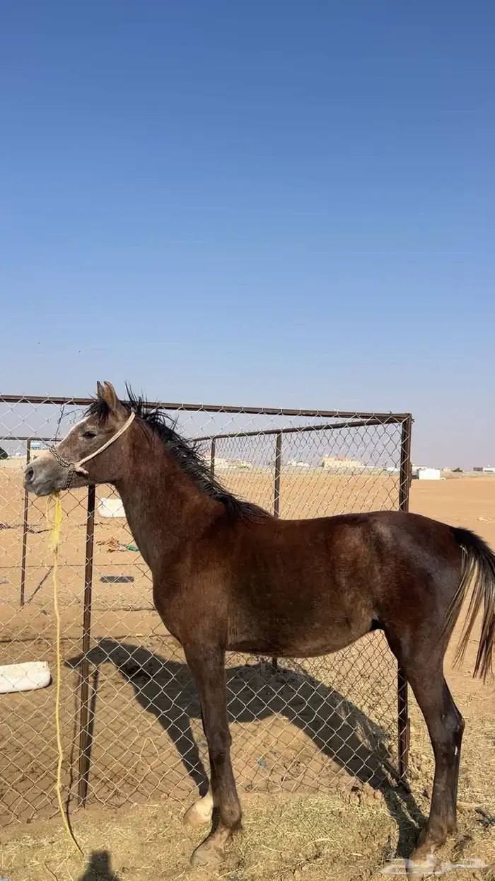 مهر بطل مستقبله قدام وجه 0