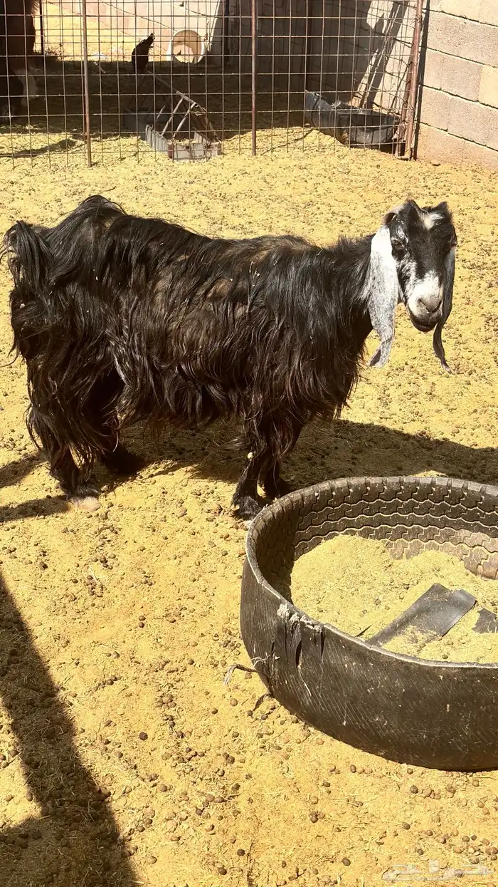 عنز تامه تحتاج معالجه 3